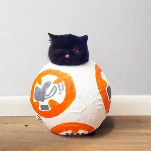 Meet your Posher, Scarlet